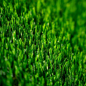 Tiftuf Bermuda Grass